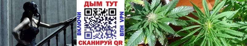 купить  цена  Салаир  Канабис SATIVA & INDICA 